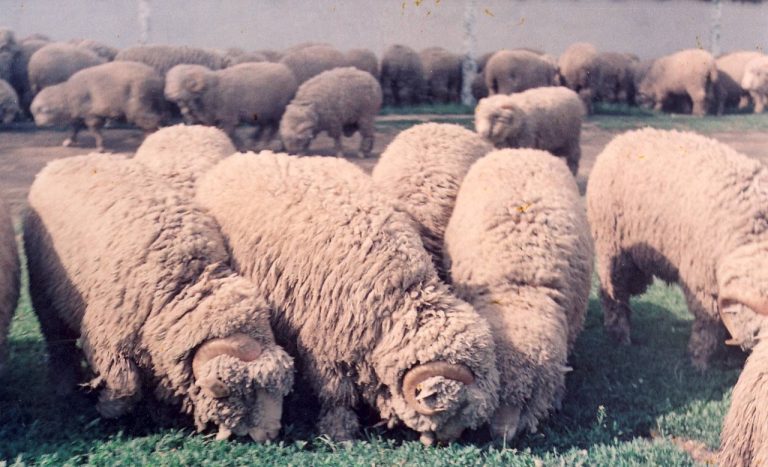 Turmă de oi Merinos de Palas – A.C.O. Dobrogea